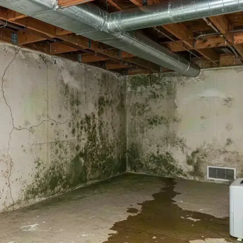 Professional Mold Removal in Lanark, IL